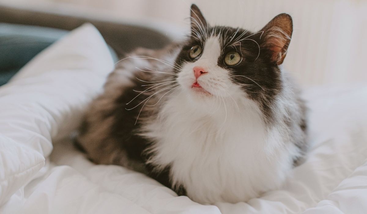 pielęgnacja poduszki