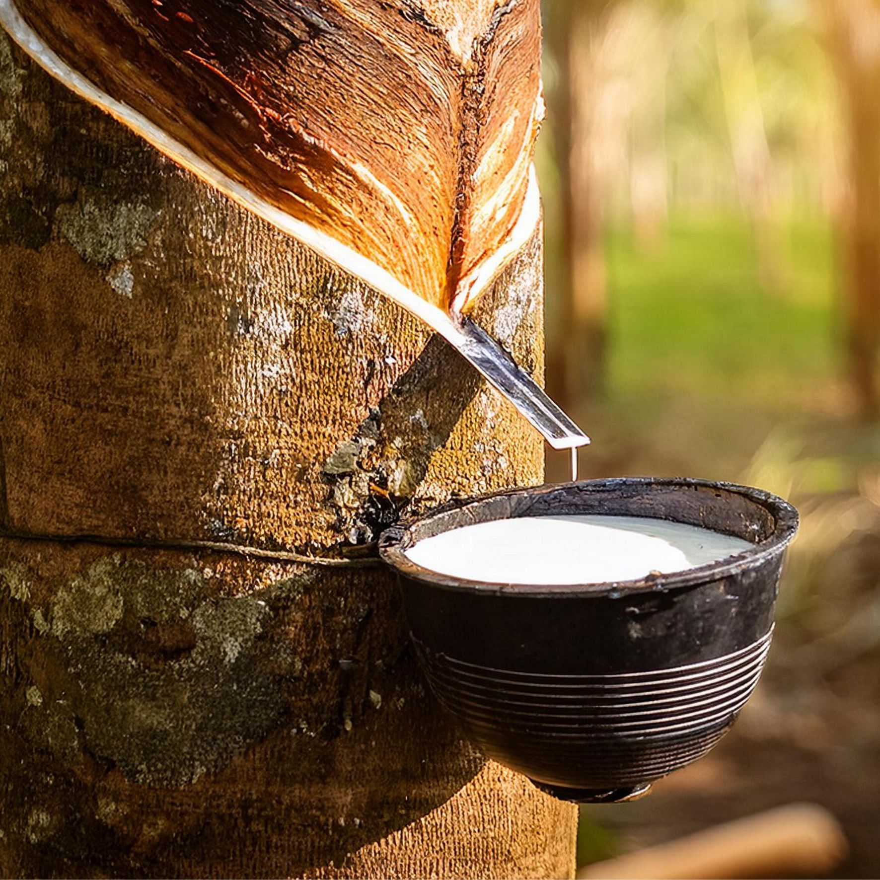 Mleczko kauczukowe Talalay